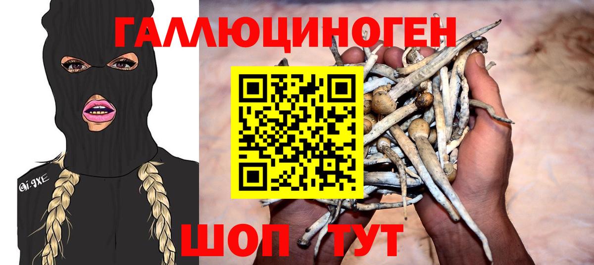 Псилоцибиновые грибы Psilocybine cubensis Урай